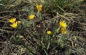 Image result for Pseudopodospermum hispanicum