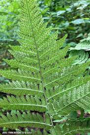Image result for Dryopteris schizopaleata