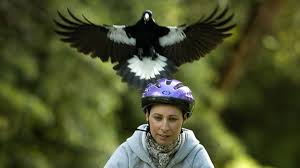 Magpie attack on blackbird nest. Interactive Magpie Map Arms You Against Scourge Of The Skies
