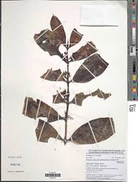 Image result for Belonophora coffeoides