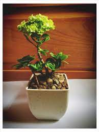 Hydrangea Bonsai Planting Succulents Garden Plants Bonsai