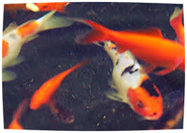 The No Nonsense Guide To Koi Fish Prices Koi Story