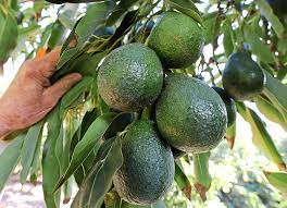 An avocado houseplant looks beautiful indoors with its glossy and oval leaves. What To Do About Dwarf Avocado Trees Not Producing Fruit Press Enterprise