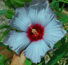 With proper hibiscus care, you can enjoy this tropical plant year round. Hardy Hibiscus Blue Brulee