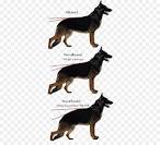 Kunming Wolfdog - The Chinese German Shepherd (BREED GUIDE)