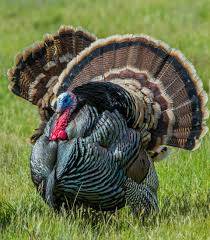 Wild Birds That Look Like Turkeys Spring Is In The Air At Least The Tom Turkeys Think So Tom Turkey Toms Turkey Bird