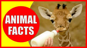That's why we've gathered 30 facts about animals that you probably a lot of these interesting facts also underscore the similarities and emotional connections that people can share with animals, which. 99 Interesting Facts About Animals That Will Make You Smarter Kiddopedia