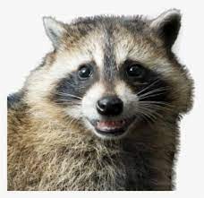 The general costume for men included a leather shirt that came down to the hips and had sleeves. Raccooneggs Raccoons Youtube Csgo Raccooneggs Profile Clout Racoon Hd Png Download Transparent Png Image Pngitem