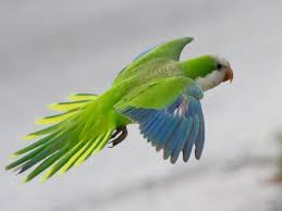 The pictures don't do justice. Quaker Parrot Facts Lifespan Behavior Pet Care Pictures