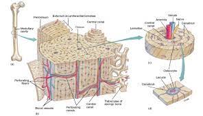 Compact Bone Tissue Bones Human Anatomy And Physiology Human Skeletal System