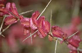 Image result for Phaeoptilum spinosum