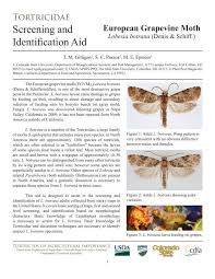 Image result for Lobesia botrana grapevine