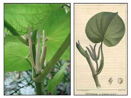 Image result for Piper umbellatum