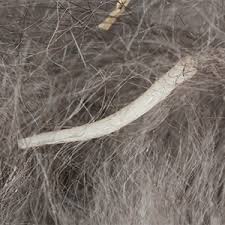 Learn the signs and symptoms of tapeworms in dogs, including in poop, vomit. Tapeworm In My Cat