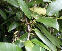 Image result for Streblus