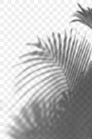 Shadow Of Palm Leaves Design Element Free Image By Rawpixel Com Jira Palm Leaf Design Design Element Leaf Design