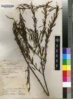 Image result for Indigofera simplicifolia