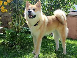 akita inu elityavru com