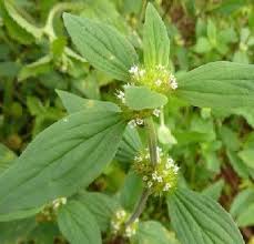 Image result for Mitracarpus