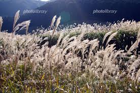 風に揺れるススキ 写真素材 [ 1197067 ] - フォトライブラリー photolibrary