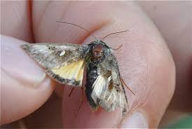 Image result for Syngrapha hochenwarthi