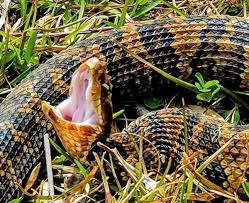 This listing is for one copperhead skin shed. Photographer Captures Colorful Images Of Venomous Cottonmouth Snake In Rare Moment