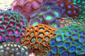How to Care for Zoanthid Corals - Shrimp and Snail Breeder
