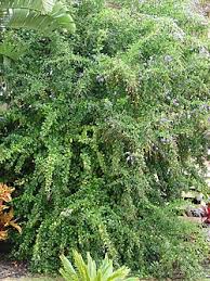 Image result for Duranta erecta