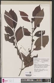 Image result for Psychotria hypsophila