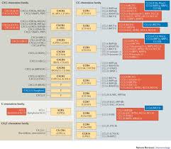 Each blue cross blue shield plan is a little bit different. Chemokines In The Cancer Microenvironment And Their Relevance In Cancer Immunotherapy Nature Reviews Immunology