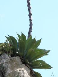 Image result for Grangea zambesiaca