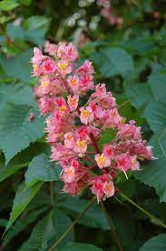 Ruby Red Horse Chestnut Aesculus X Carnea Briotti In Columbus Dublin Delaware Grove City Gahanna Bexley Ohio Oh At Oakland Nurseries Inc