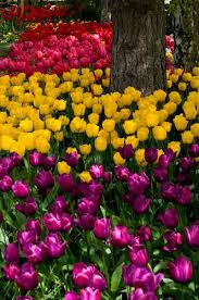 Garden Photo World Stock Image Library Tulips Garden Beautiful Flowers Planting Flowers