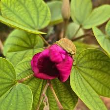 Image result for Bauhinia tomentosa