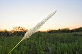 Image result for Bothriochloa
