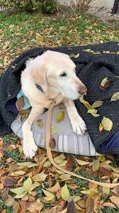 Grief and support for loss of a beloved pet | Facebook