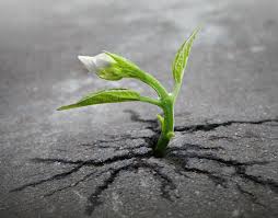 Compartimos 10 frases que pueden inspirarte a seguir adelante en toda circunstancia Todos Somos Clientes 25 Frases Inspiradoras Sobre Resiliencia