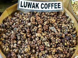 Luwak coffee singapore, singapore, singapore. Kopi Luwak Cafcaf De