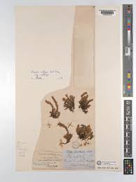 Image result for Crassula schimperi