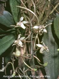 Image result for Rangaeris muscicola