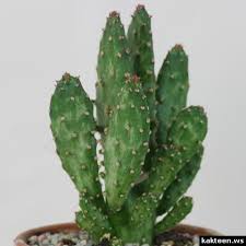 You can propagate a cactus super easily to give away, sell or expand your own collection. Kakteen Bestimmen Kaktus Kakteen Und Sukkulenten Opuntia Cactus