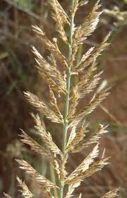 Image result for Pogonarthria