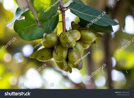 Image result for Heritiera