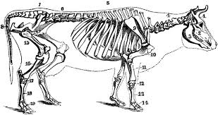 The best selection of royalty free cow skeleton vector art, graphics and stock illustrations. Cow Skeleton Cow Skeleton Animal Skeletons Skeleton