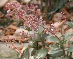 Image result for Crassula morrumbalensis
