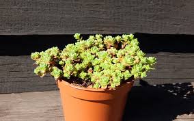 Image result for Crassula setulosa