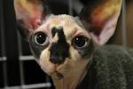 Why Your Sphynx Cat Is Getting Hair – What You Should Do ...