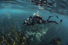Discover more posts about my octopus teacher. My Octopus Teacher Conversations With Craig Foster Pippa Ehrlich Nature Infocus