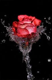 Pin By Ali Khalid On Roses 2 Rose Flower Wallpaper Beautiful Rose Flowers Red Roses Wallpaper