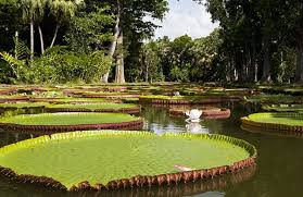 77 proche chaumes/mormant emploi/loisirs : Mauritius Activity Discover The Best Garden Nouvini Ile Maurice